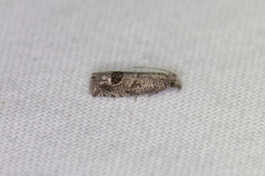 Pelochrista consobrinana