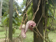 Aristolochia tongbiguanensis