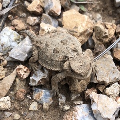 Phrynosoma hernandesi
