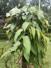 Aristolochia tongbiguanensis