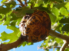 Andricus quercuscalifornicus