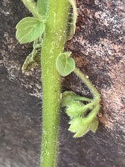Solanum physalifolium