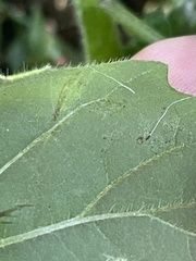 Solanum physalifolium