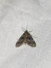Elophila obliteralis