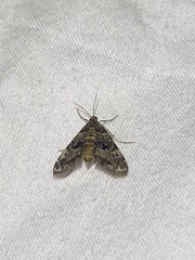 Elophila obliteralis