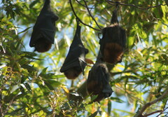 Pteropus poliocephalus