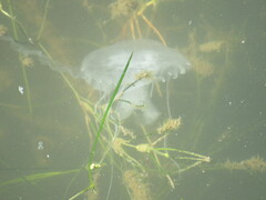 Chrysaora chesapeakei