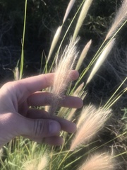 Bothriochloa barbinodis