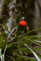 Guzmania monostachia