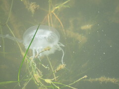 Chrysaora chesapeakei