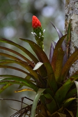 Guzmania monostachia
