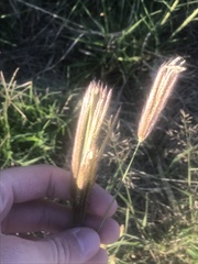 Chloris virgata