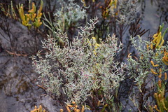 Suaeda maritima