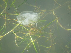 Chrysaora chesapeakei