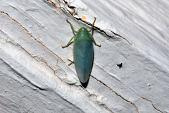 Gyponini