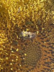 Melissodes trinodis