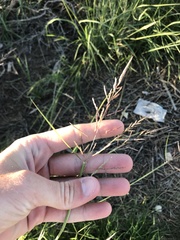 Sporobolus cryptandrus