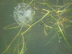 Chrysaora chesapeakei