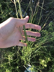 Sporobolus cryptandrus