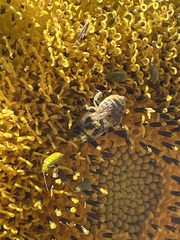 Melissodes trinodis