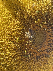 Melissodes trinodis