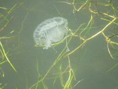 Chrysaora chesapeakei