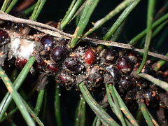 Toumeyella parvicornis