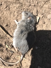 Peromyscus sonoriensis