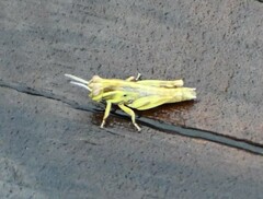 Melanoplinae