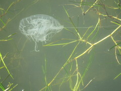 Chrysaora chesapeakei