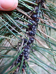 Toumeyella parvicornis