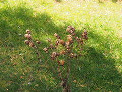 Vernonia missurica