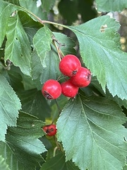 Crataegus laevigata
