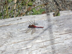 Sympetrum