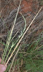 Sporobolus contractus