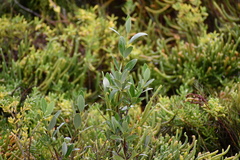 Avicennia germinans