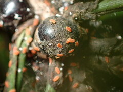 Toumeyella parvicornis