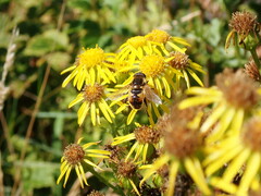 Helophilus lapponicus