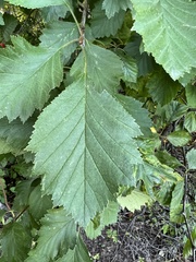 Crataegus laevigata