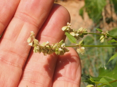 Fallopia convolvulus
