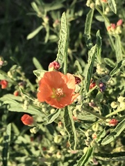 Sphaeralcea angustifolia