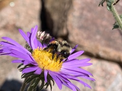 Bombus bifarius