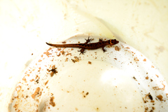 Pseudogonatodes guianensis
