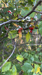 Crataegus laevigata