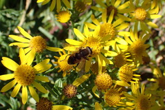 Helophilus lapponicus