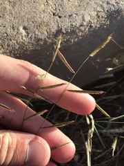 Bouteloua barbata barbata