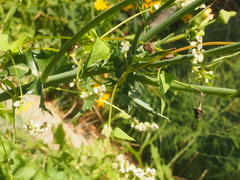 Fallopia convolvulus