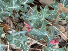 Berberis trifoliolata