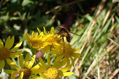 Helophilus lapponicus