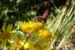 Helophilus lapponicus